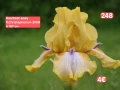 Ириси за продажба 18 броя обява 1, снимка 7