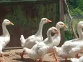Гъски линда на 2 месеца, снимка 7