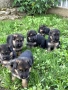 Продават се чисто кръвни Немски овчарки , снимка 6