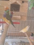 продавам гулдови амадини, снимка 3
