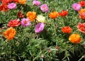 Portulaca (Калдаръмче), снимка 3