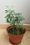 Трилистен лимон, Poncirus trifoliata, 1-год. фиданки, 9 бр. в общ съд, снимка 1