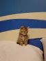 Британско коте таби, снимка 5