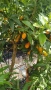  Кумкуат Arancio Citus Sinensis, снимка 4