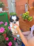 Продавам дългокосмести чихуа хуа , снимка 5