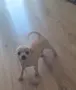 Чихуахуа момичета!, снимка 1