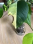 Monstera Marmorata Tricolor , снимка 3