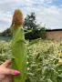 🌽Сладка Царевица OVERLAND 🌽, снимка 4