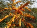 Облепиха (Hippophae), снимка 1