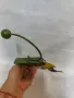 Рядка стара метална балансираща играчка, снимка 7