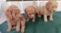 Продавам кученца померански шпиц и мини пудел , снимка 11