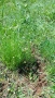 разсад от Thymus vulgaris - German winter, снимка 1