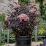 Черен Бъз - Ева (Sambucus nigra 'Eva' BLACK LACE) Приемаме поръчки за юли месец , снимка 1