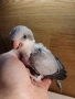 Бебета папагал монах, снимка 3