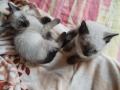 Сиамски котенца, снимка 4