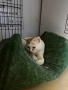 Сляпо мъжко коте си търси дом, снимка 2