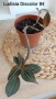 Лудизия скъпоценна орхидея Ludisia Discolor , снимка 1