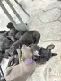 Кане корсо кутрета, снимка 13