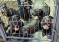 ТОП Американско були хл American bully xl ABKC, снимка 7
