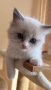 Регдол чистокръвни котета / Ragdoll, снимка 2