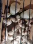 Ярки суперхарко на 2 месеца, снимка 2