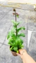 Лобелия Скарлет, Lobelia speciosa Starship Scarlet, студоустойчива и многогодишна, снимка 9