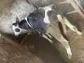 Жинско теле на пет месеца, снимка 1