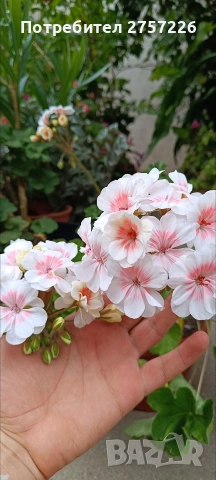 Lovely Vera