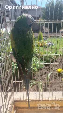 Розовогърд александър 🦜 Китайски Алексанри , снимка 8 - Папагали - 54490747