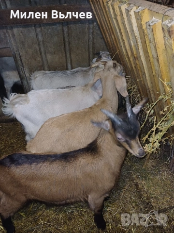 ярета за клане или разплод , снимка 2 - Кози - 54117362