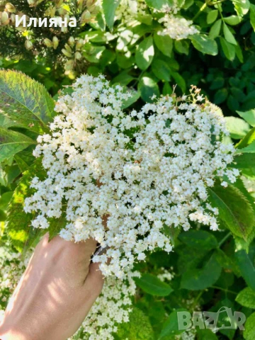 Песто,Мащерка,Бял Бъз,Самардала,Лапад,Коприва,Розмарин,Иглика,Дива Ягода, снимка 10 - Домашни продукти - 44686378