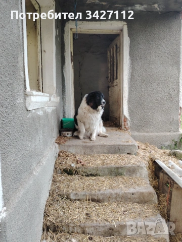 Каракачанка върви с овце