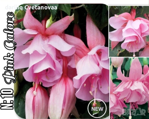 КАСКАДНА ФУКСИЯ ЦАРИЦАТА НА ЦВЕТЯТА , снимка 9 - Градински цветя и растения - 54220317