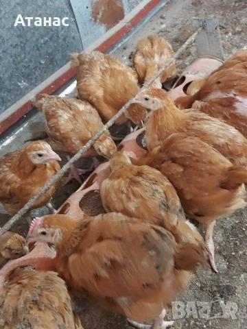 Пилета Тетра. 