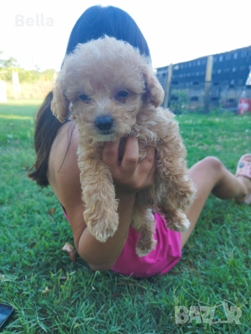 Малтипу/Maltipoo, снимка 4 - Пудели - 55166935