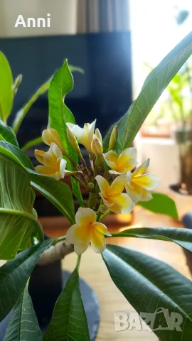 🌸 Плумерия (Frangipani) – Красиво цъфтящо растение с ароматни цветове