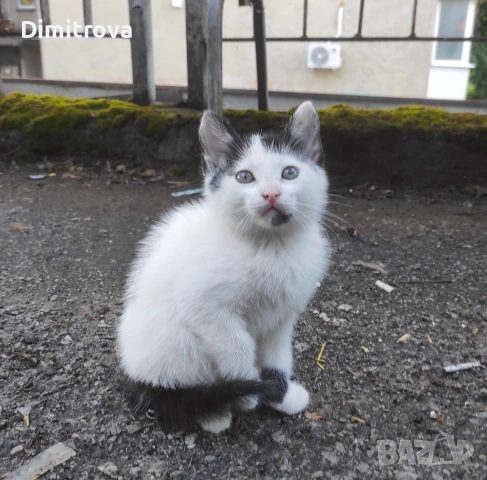 Котета търсят дом, снимка 13 - Други - 54756003