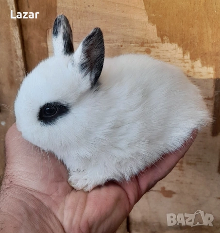 Продавам декоративни зайчета