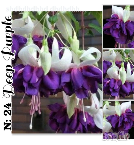 Каскадна Фуксия , снимка 4 - Градински цветя и растения - 54270784