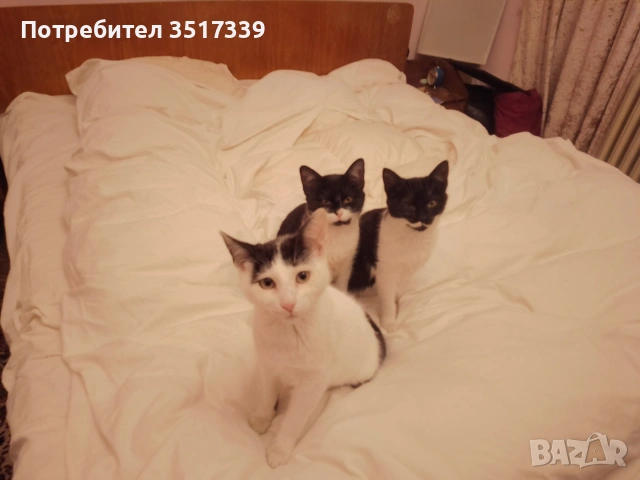 подарявам малки котенца