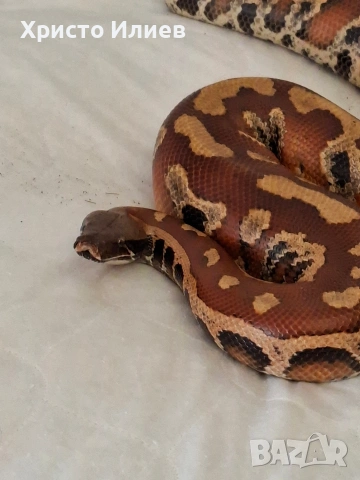 Кървави питони , снимка 4 - Змии - 54239003