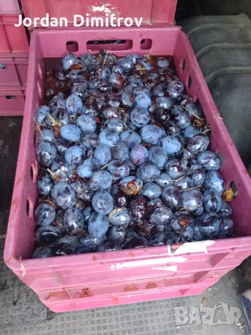 Продавам сливи лично производство 