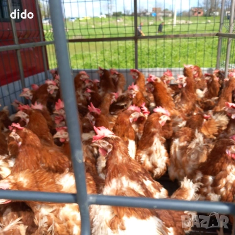 Продават се кокошки носачки , снимка 2 - Кокошки и пуйки - 54155347