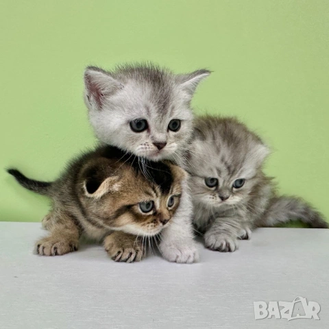 🐾 Шотландски клепоухи (Scottish Fold) и британски (British Shorthair) котенца