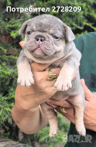Френски булдог/French Bulldog , снимка 3 - Френски булдог - 54656690