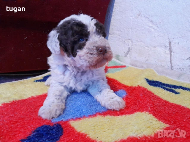 Бебета Лагото Романьоло / Lagotto Romagnolo, снимка 15 - Други - 54303243