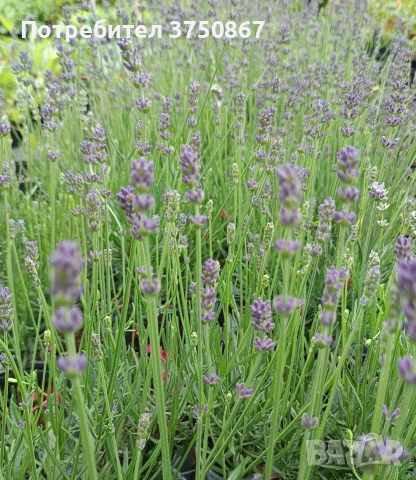🌿💜 Лавандула сорт „Хемус“ 