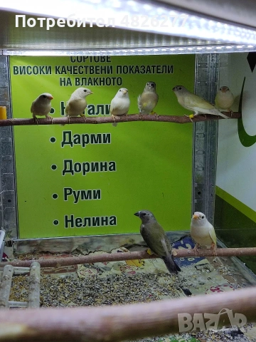 Гулдови амадини ..... 2026......, снимка 4 - Амадини - 54806567