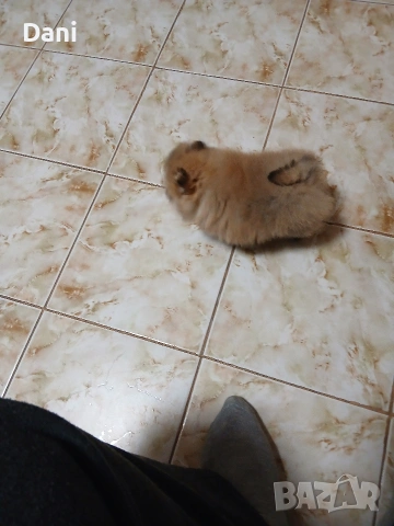 Mini Pomeran, снимка 7 - Померан - 54274482