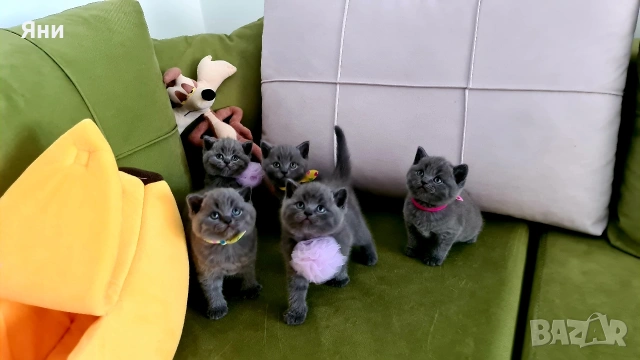 Британска късокосместа котка / British shorthair cat
